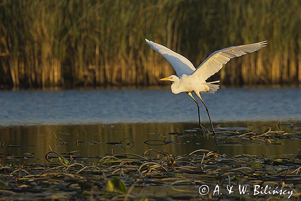 Czapla biała, Casmerodius albus, Ardea alba, Egretta alba