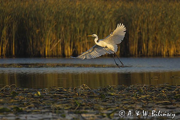 Czapla biała, Casmerodius albus, Ardea alba, Egretta alba