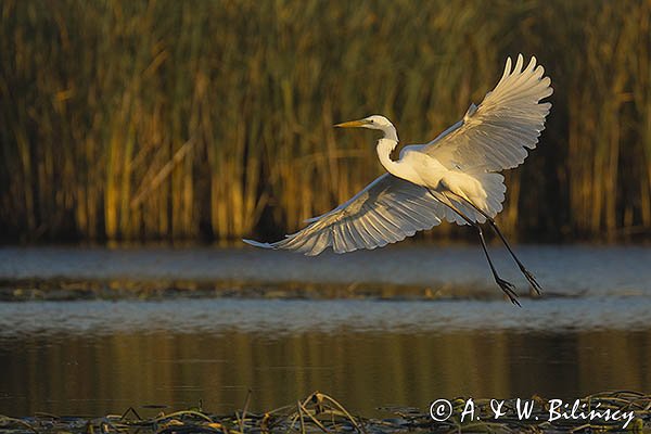 Czapla biała, Casmerodius albus, Ardea alba, Egretta alba