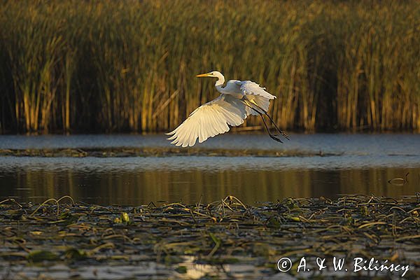 Czapla biała, Casmerodius albus, Ardea alba, Egretta alba