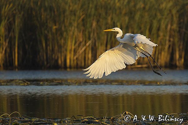 Czapla biała, Casmerodius albus, Ardea alba, Egretta alba