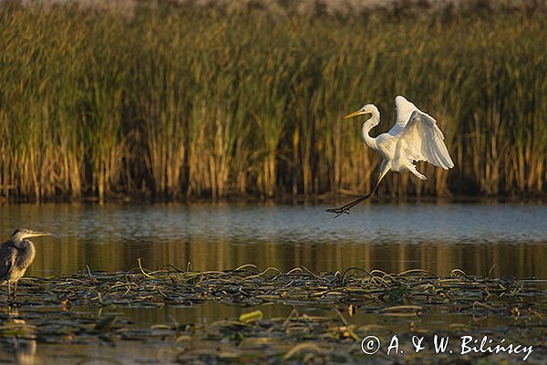 Czapla biała, Casmerodius albus, Ardea alba, Egretta alba