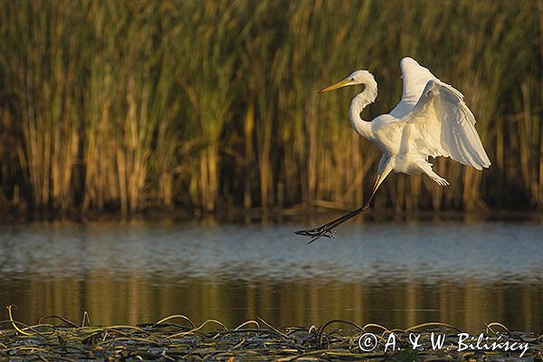 Czapla biała, Casmerodius albus, Ardea alba, Egretta alba