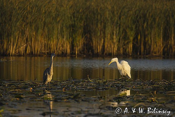 Czapla biała, Casmerodius albus, Ardea alba, Egretta alba