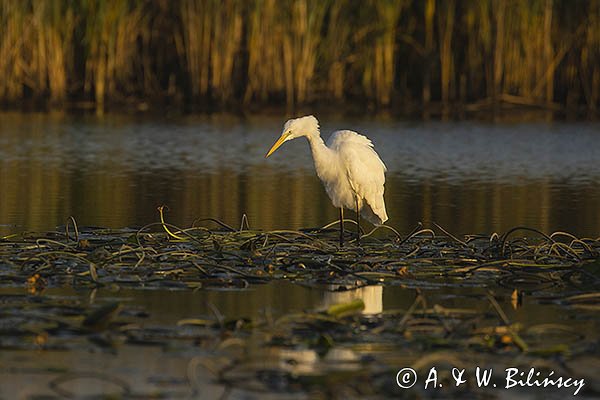 Czapla biała, Casmerodius albus, Ardea alba, Egretta alba