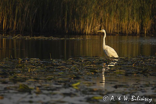 Czapla biała, Casmerodius albus, Ardea alba, Egretta alba