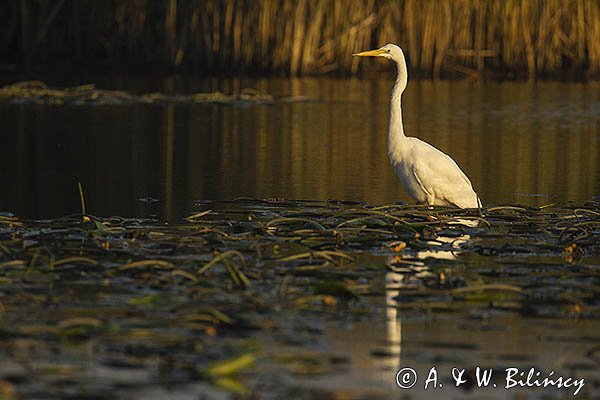 Czapla biała, Casmerodius albus, Ardea alba, Egretta alba