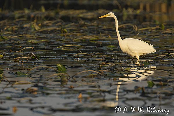 Czapla biała, Casmerodius albus, Ardea alba, Egretta alba