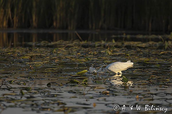 Czapla biała, Casmerodius albus, Ardea alba, Egretta alba