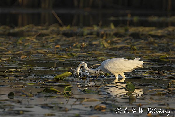 Czapla biała, Casmerodius albus, Ardea alba, Egretta alba