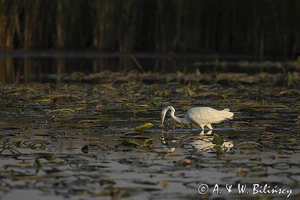 Czapla biała, Casmerodius albus, Ardea alba, Egretta alba