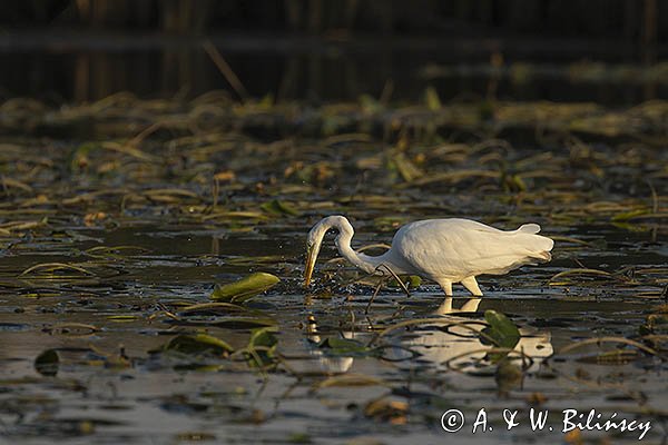 Czapla biała, Casmerodius albus, Ardea alba, Egretta alba