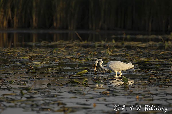 Czapla biała, Casmerodius albus, Ardea alba, Egretta alba