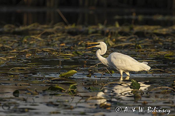 Czapla biała, Casmerodius albus, Ardea alba, Egretta alba