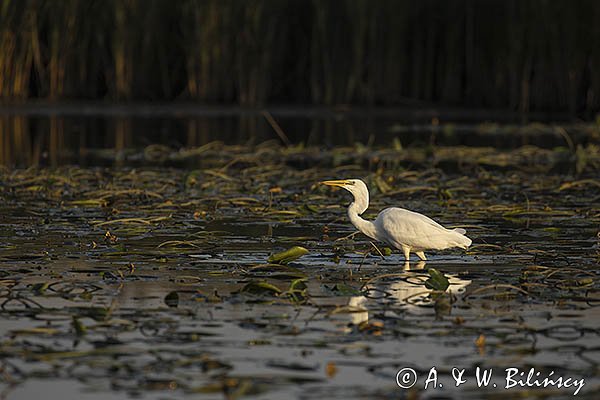 Czapla biała, Casmerodius albus, Ardea alba, Egretta alba