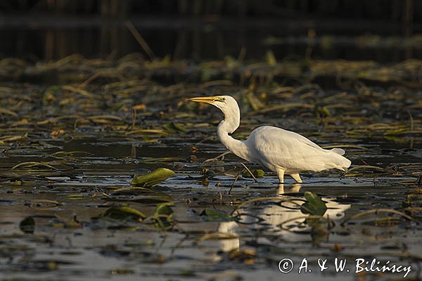 Czapla biała, Casmerodius albus, Ardea alba, Egretta alba