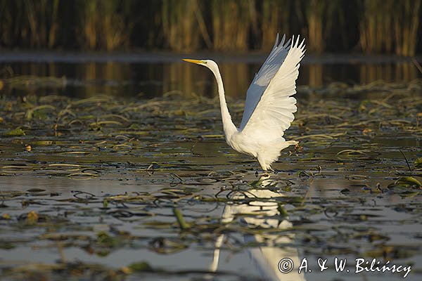 Czapla biała, Casmerodius albus, Ardea alba, Egretta alba