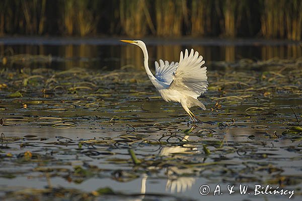 Czapla biała, Casmerodius albus, Ardea alba, Egretta alba