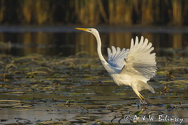 Czapla biała, Casmerodius albus, Ardea alba, Egretta alba