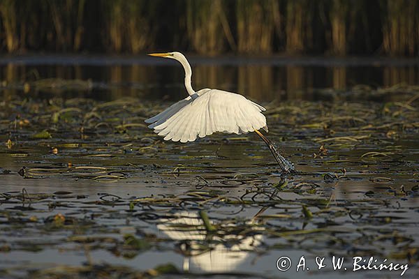 Czapla biała, Casmerodius albus, Ardea alba, Egretta alba