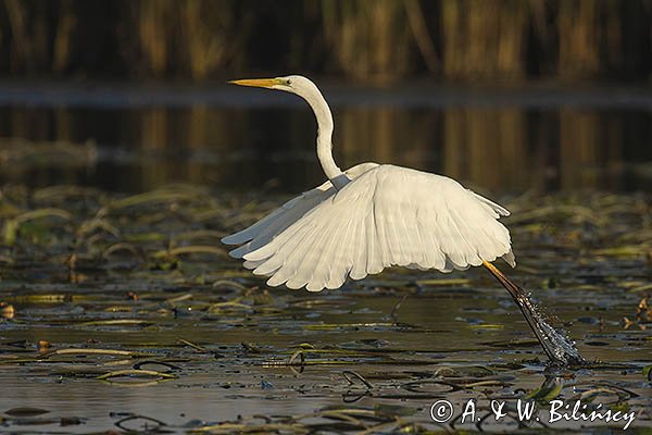 Czapla biała, Casmerodius albus, Ardea alba, Egretta alba