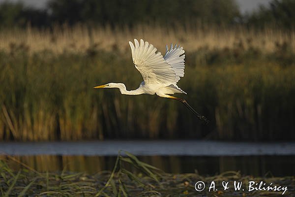 Czapla biała, Casmerodius albus, Ardea alba, Egretta alba