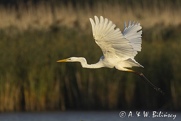 Czapla biała, Casmerodius albus, Ardea alba, Egretta alba