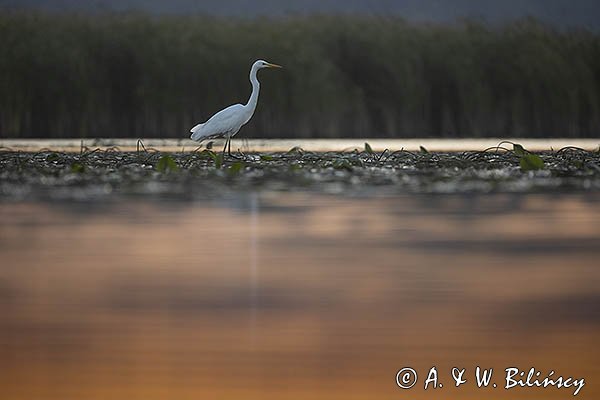 Czapla biała, Casmerodius albus, Ardea alba, Egretta alba