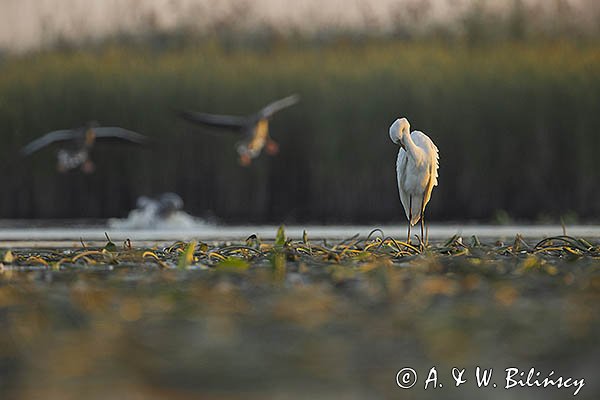 Czapla biała, Casmerodius albus, Ardea alba, Egretta alba