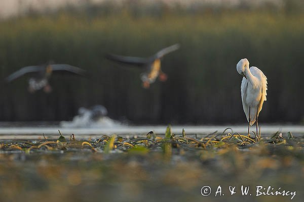 Czapla biała, Casmerodius albus, Ardea alba, Egretta alba