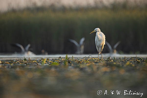 Czapla biała, Casmerodius albus, Ardea alba, Egretta alba