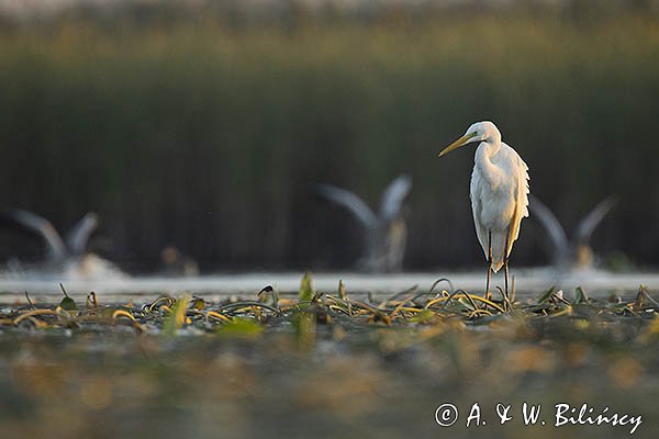 Czapla biała, Casmerodius albus, Ardea alba, Egretta alba