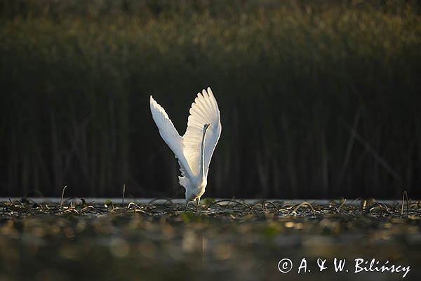 Czapla biała, Casmerodius albus, Ardea alba, Egretta alba