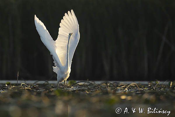 Czapla biała, Casmerodius albus, Ardea alba, Egretta alba