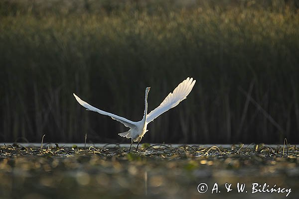 Czapla biała, Casmerodius albus, Ardea alba, Egretta alba