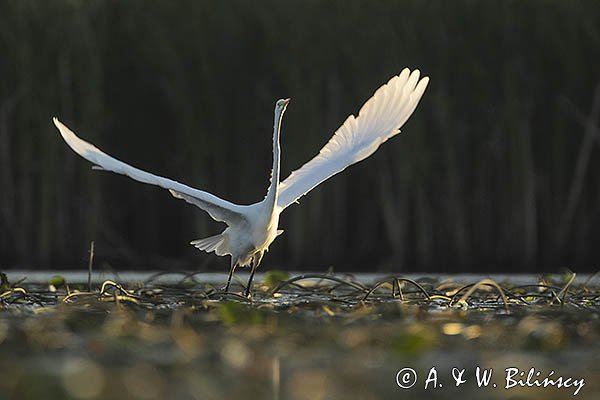 Czapla biała, Casmerodius albus, Ardea alba, Egretta alba