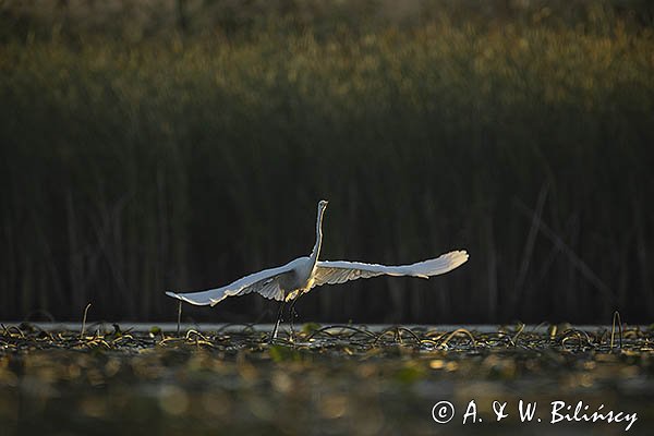 Czapla biała, Casmerodius albus, Ardea alba, Egretta alba