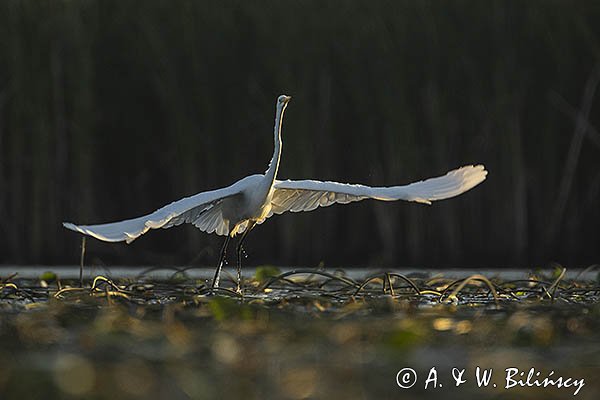 Czapla biała, Casmerodius albus, Ardea alba, Egretta alba