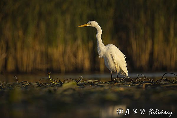 Czapla biała, Casmerodius albus, Ardea alba, Egretta alba