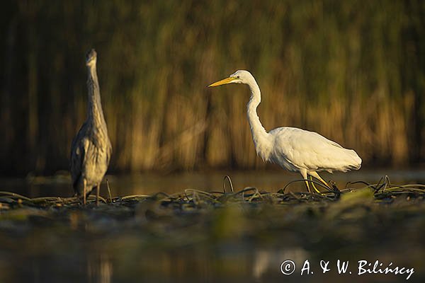 Czapla biała, Casmerodius albus, Ardea alba, Egretta alba