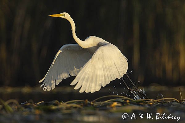 Czapla biała, Casmerodius albus, Ardea alba, Egretta alba