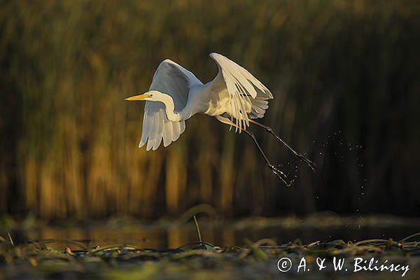 Czapla biała, Casmerodius albus, Ardea alba, Egretta alba