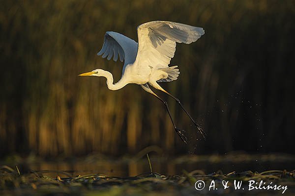 Czapla biała, Casmerodius albus, Ardea alba, Egretta alba