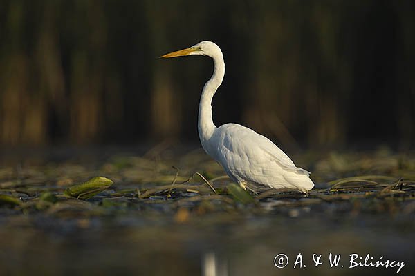 Czapla biała, Casmerodius albus, Ardea alba, Egretta alba