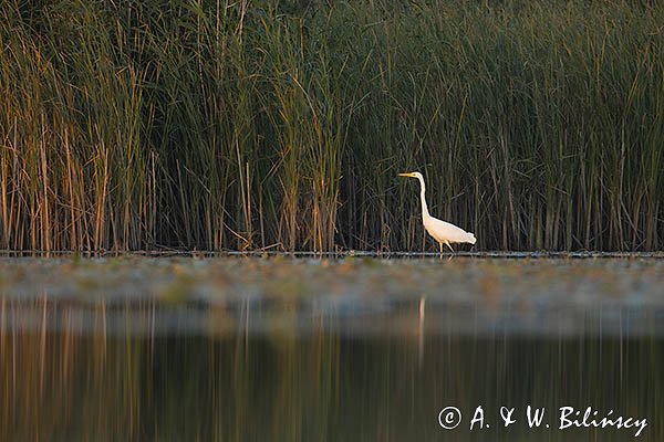 Czapla biała, Casmerodius albus, Ardea alba, Egretta alba