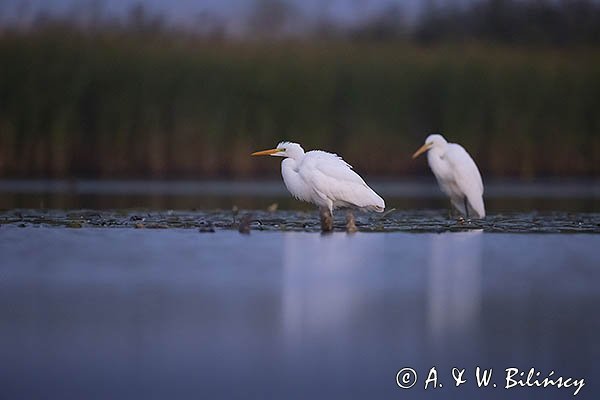 Czapla biała, Casmerodius albus, Ardea alba, Egretta alba