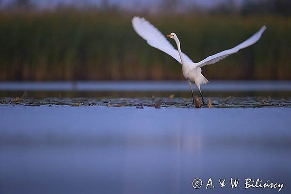 Czapla biała, Casmerodius albus, Ardea alba, Egretta alba