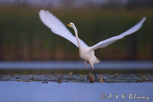 Czapla biała, Casmerodius albus, Ardea alba, Egretta alba