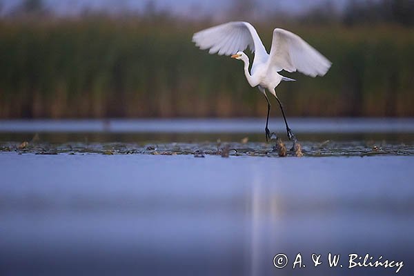 Czapla biała, Casmerodius albus, Ardea alba, Egretta alba