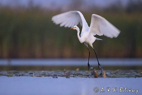 Czapla biała, Casmerodius albus, Ardea alba, Egretta alba